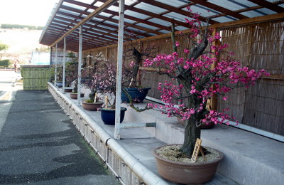 梅 鉢植え ばたばた日記